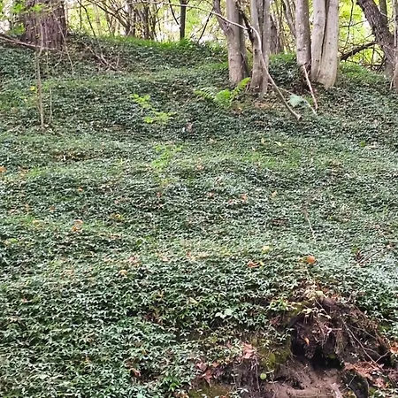 Prázdninový dům Gorska Polana, Stronie Slaskie - *
