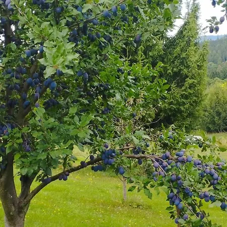 Hébergement de vacances Gorska Polana, Stronie Slaskie - Mlynowiec